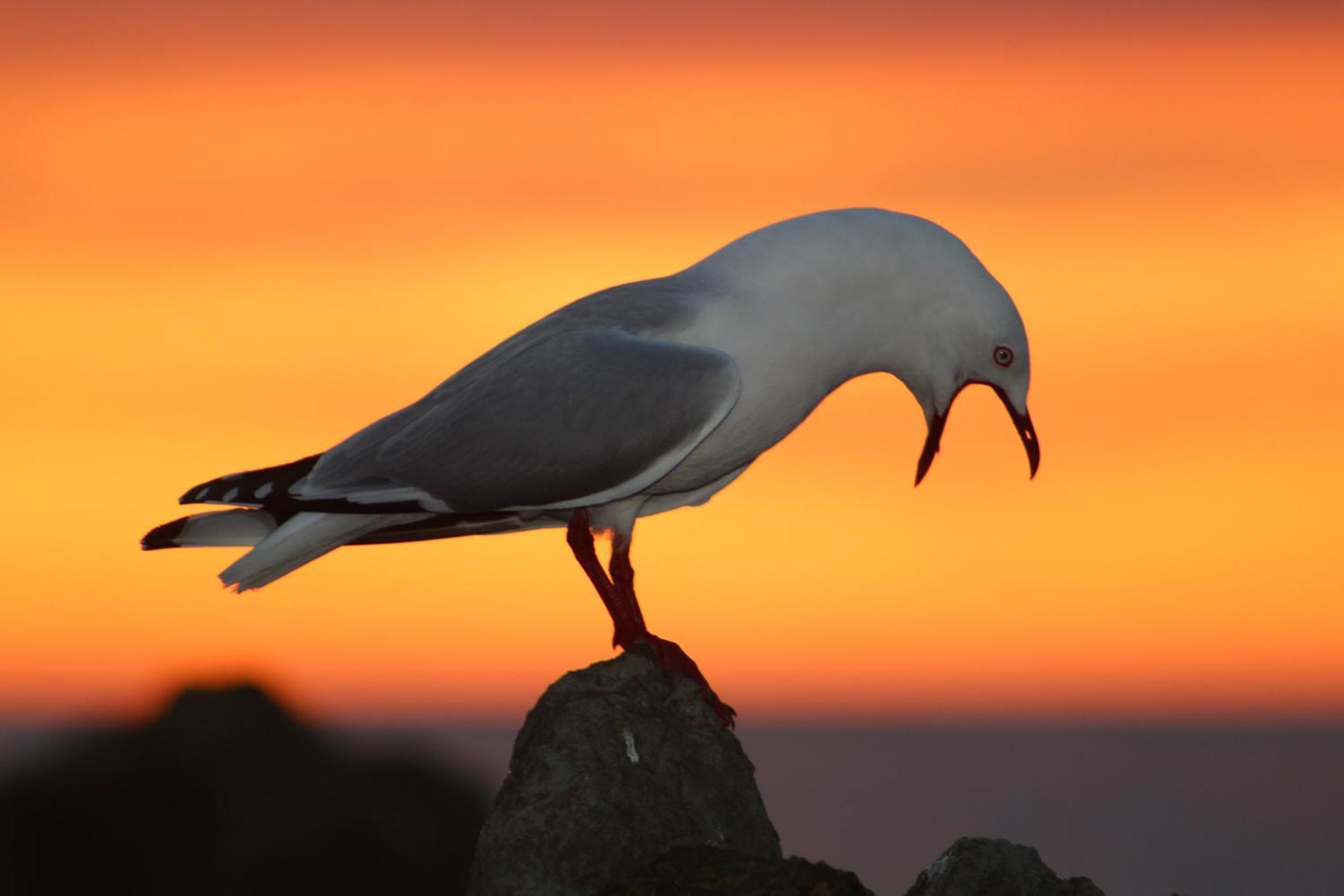 Sierra Beachfront Motel Kaikoura Zewnętrze zdjęcie